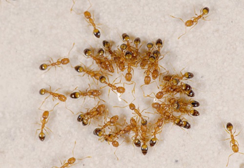 муравьи едят клопов